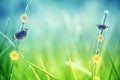 Grass flower with brown butterfly spring nature background Royalty Free Stock Photo