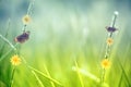 Grass flower with brown butterfly spring nature background Royalty Free Stock Photo