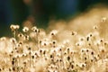 Grass flower cover with sunshine