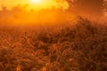 Grass flower with dew drop in the morning at sunrise with beautiful golden sunshine. Flower field in rural. Orange meadow Royalty Free Stock Photo