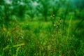 grass flower with dew drops ,fresh spring nature wallpaper background Royalty Free Stock Photo