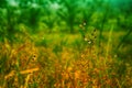 Grass flower with dew drops after rain ,spring nature wallpaper background Royalty Free Stock Photo