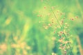 Grass flower with dews drop and  bokeh light Royalty Free Stock Photo