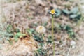 Grass flower with dried grass