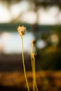 Grass flower evening vintage style