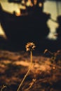 Grass flower evening vintage style