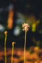 Grass flower evening vintage style