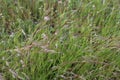 Grass, Flower grass field background morning Grass wind blew gently touched meadow close up scene, Dew drop green grass Royalty Free Stock Photo