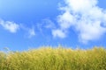 Grass flower field with blue sky and cloud Royalty Free Stock Photo