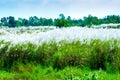 Grass flower field Royalty Free Stock Photo