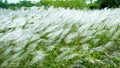 Grass flower field Royalty Free Stock Photo