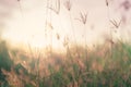 Grass flower field in the morning. Closeup brown grass flower with blurred green leaves bokeh background. Grass field in the Royalty Free Stock Photo