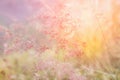 Grass flower field in soft focus , pink pastel background