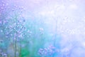 Grass flower field in spring background with sunlight in blue tone Royalty Free Stock Photo