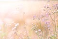 Grass flower field in spring background with sunlight soft pink tone