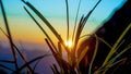 Grass Flower Field At Sunrise Blurred Background Royalty Free Stock Photo