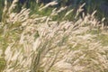 Grass flower in field in sunshine for abstract background Royalty Free Stock Photo