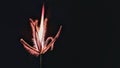 Grass flower with flame