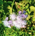 Grass flower:Grass flowers that is in the form of the caste