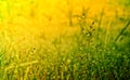 grass flower fresh nature spring ,autumn wallpaper relax photo background Royalty Free Stock Photo