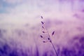 Grass flower  fresh  nature spring relax photo  background Royalty Free Stock Photo