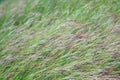 Grass, Flower grass field background morning Grass wind blew gently touched meadow close up scene, Dew drop green grass, Royalty Free Stock Photo