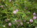 Grass flower