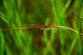 Grass flower

on green blurry background Royalty Free Stock Photo