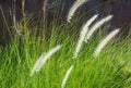 Grass flower in green field