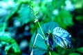 Grass flower  with green light bokeh spring nature background Royalty Free Stock Photo