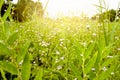 Grass and flower