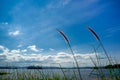 Grass flower is beside the lake, background is mountain on sunny day Royalty Free Stock Photo