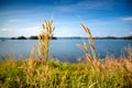 Grass flower is beside the lake, background is mountain. Royalty Free Stock Photo