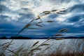 Grass flower is beside the lake, background is mountain Royalty Free Stock Photo