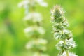 Grass flower with macro backgrounds