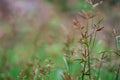 Grass flower in the meadow.