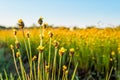 grass flower