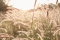 Grass flower on the meadow landscape in summer soft and bright t