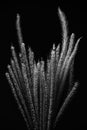 Grass flower monochrome,Macro Closeup,Black and White,Background Wallpaper Royalty Free Stock Photo