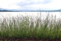 Grass flower morning bright at river, grass nature and lake surface water landscape view lake sunlight soft dam view Background Royalty Free Stock Photo