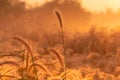 Grass flower in the morning at sunrise with beautiful golden sunshine. Flower field in rural. Orange meadow background. Wild Royalty Free Stock Photo