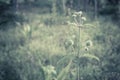 Grass flower in morning sunrise spring nature relax photo Royalty Free Stock Photo