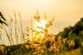 Grass flower beside mountain in sunset or sunrise, the light shine on grass flower