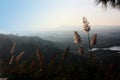 The grass flower on the mountains with a fresh atmosphere morning