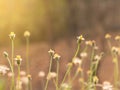 Grass flower in nature feild with soft orange color filter made feeling warm in the sunshine day.