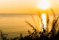 Grass flower with nature sunset Sunrise over ocean. Royalty Free Stock Photo