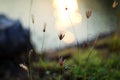 Grass flower Royalty Free Stock Photo