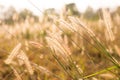 grass flower in the paddy field in morning sun rise, soft focus