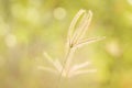 Grass flower plant on sunsets backgrounds Royalty Free Stock Photo