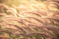 Grass flower Poaceae Royalty Free Stock Photo